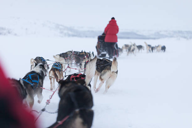 istock Husky dogs racing 177561253