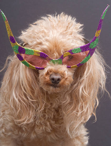 istock Wild Dog and Glasses 177561706