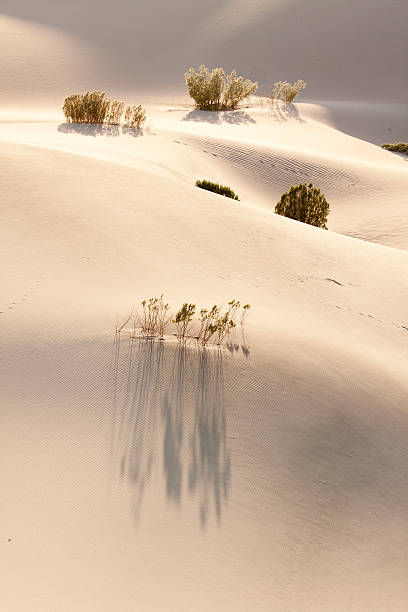 Sand Dune stock photo