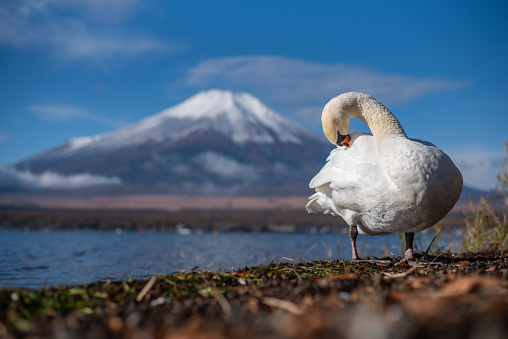Activities of white swans and Mount Fuji in the morning, Lake Yamanaka, Japan.