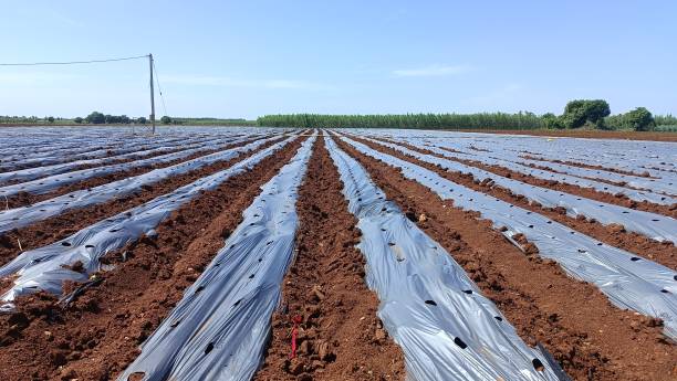 istock This place is very beautiful to see.  But this is a method of agriculture called mulching 1775655802