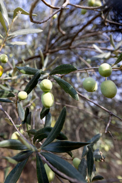istock Detail Of The Olive Branch. 1775656736