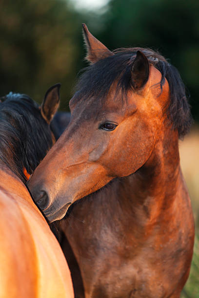 istock Horse Couple in Love 177566039