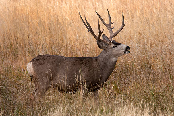 istock Mule deer stag in Colorado grasslands 177566416