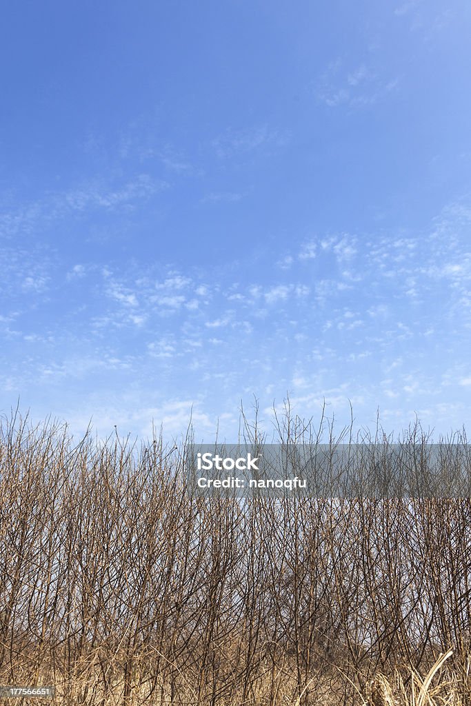 Arbustos autóctonos bajo cielo azul - Foto de stock de Aire libre libre de derechos