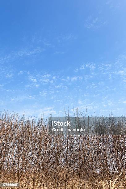 Arbustos Autóctonos Bajo Cielo Azul Foto de stock y más banco de imágenes de Aire libre - Aire libre, Arbusto, Azul