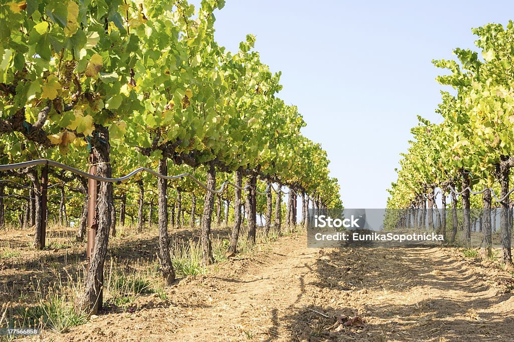 Campo de videira perto Vale de Napa na Califórnia - Royalty-free Agricultura Foto de stock