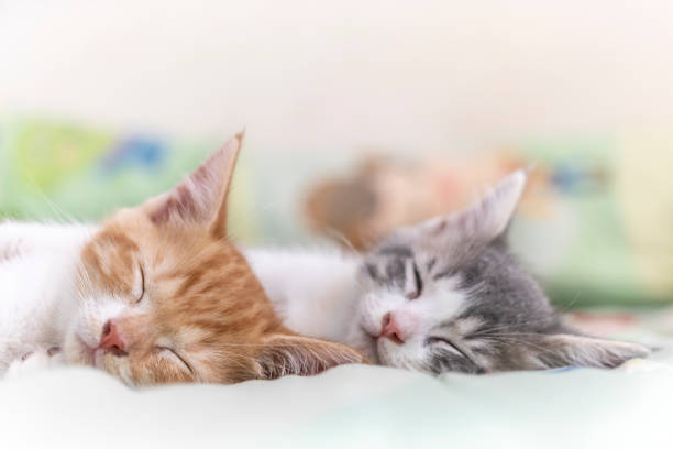 istock Two cute little orange and gray kitten sleeping on blanket. 1775683920