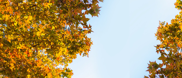Red and orange autumn tree leaves with copy space for text. beautiful autumn maple tree and blue sky background.