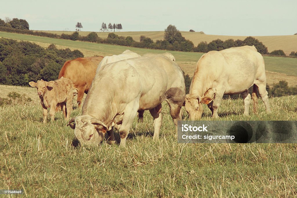 Bulls y de vacas en un prado, Aveyron, Francia, Europa - Foto de stock de Agricultura libre de derechos