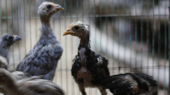 Chicks from local Indonesia, free-range chicks in a cage