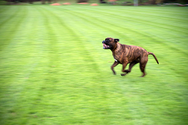 hund rennt mit offenem mund über grünes feld - alleine fotografías e imágenes de stock