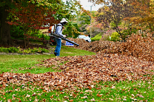 Fairfax, Virginia, USA - October 31, 2023: A landscaper blows leaves off a lawn in preparation for annual “leaf pickups” by Fairfax County public services.