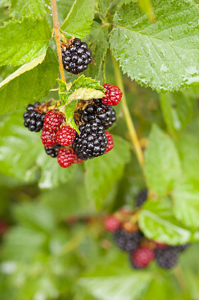 istock blackberry plant at garden 177570749