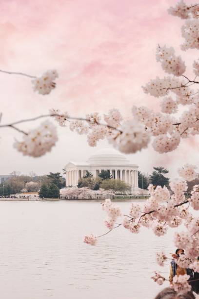 istock Thomas Jefferson Memorial seen from cherry blossoms. 1775707950