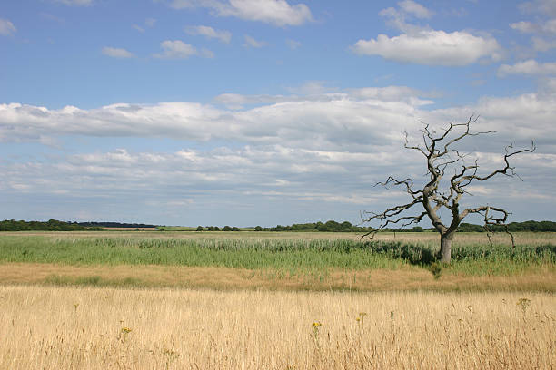 Snape Tree Scene 170+ Snape Suffolk Stock Photos, Pictures & Royalty-Free Images - iStock
