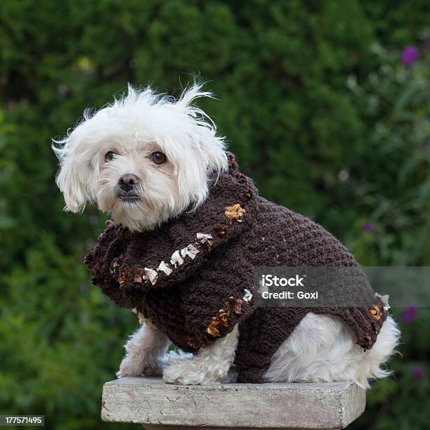 Perro Con Guantes Foto de stock y más banco de imágenes de Abrigo para perro - Abrigo para perro, Animal, Animal hembra