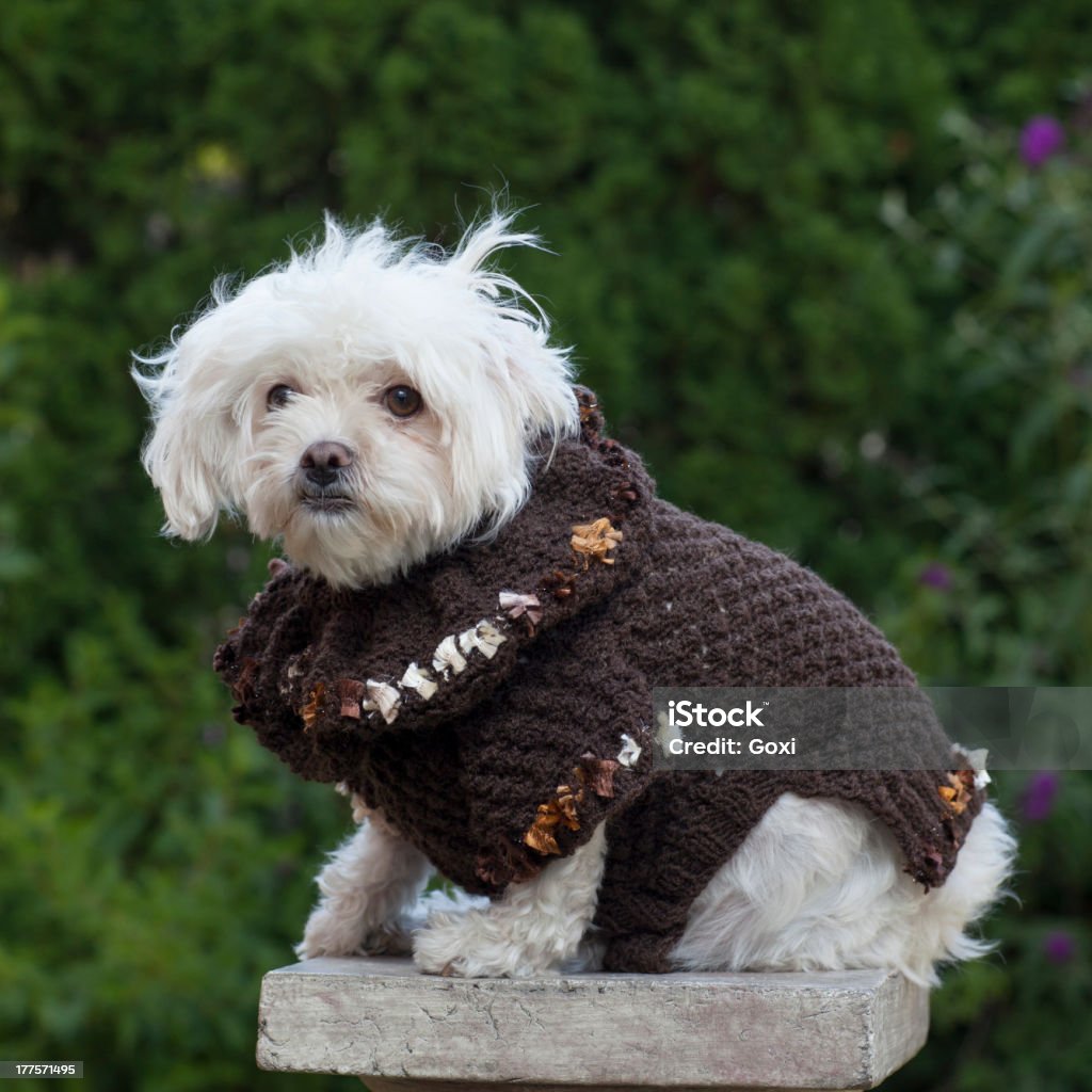 Chien avec des vêtements - Photo de Animal choyé libre de droits