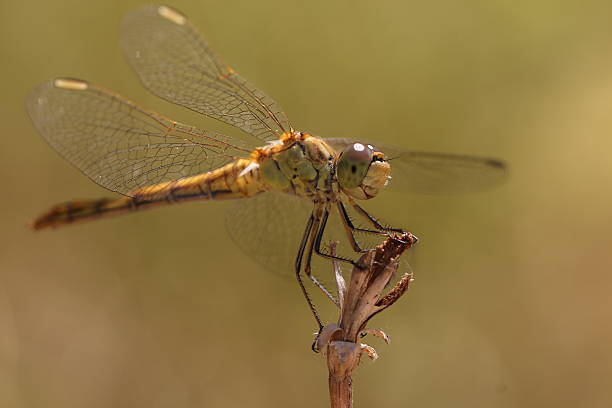 istock Dragonfly is sitting on an old flower 177571797