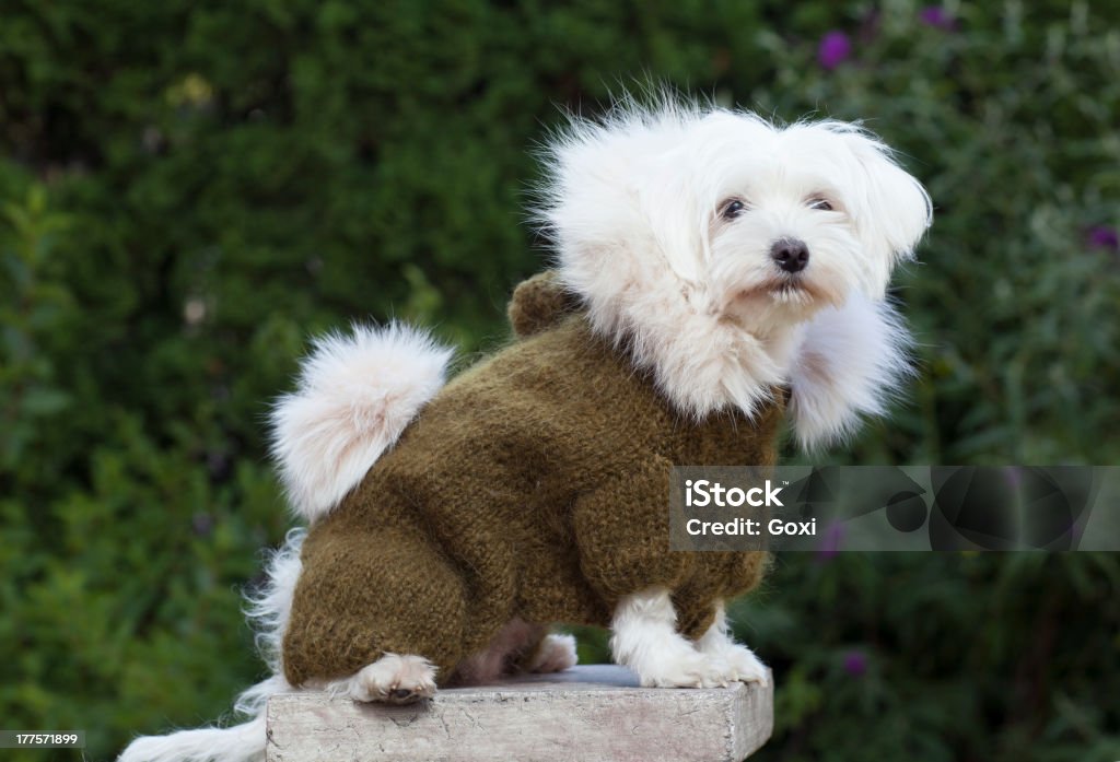 Hund mit Kleidung - Lizenzfrei Einzelnes Tier Stock-Foto