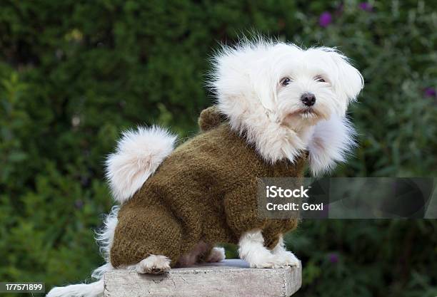 Hund Mit Kleidung Stockfoto und mehr Bilder von Einzelnes Tier - Einzelnes Tier, Elegante Kleidung, Farbbild