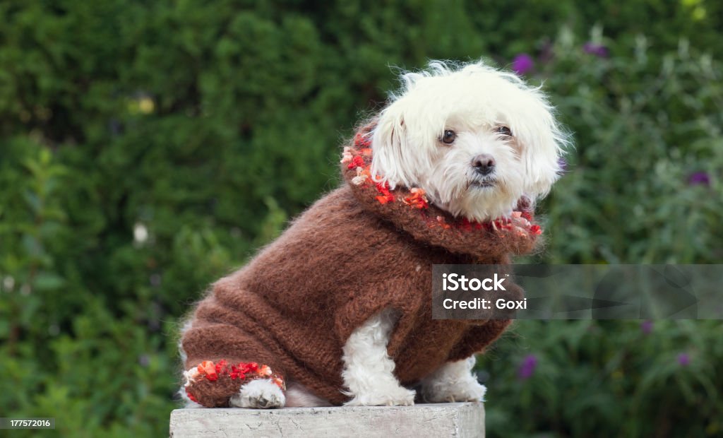 Cão com roupas - Foto de stock de Animal royalty-free