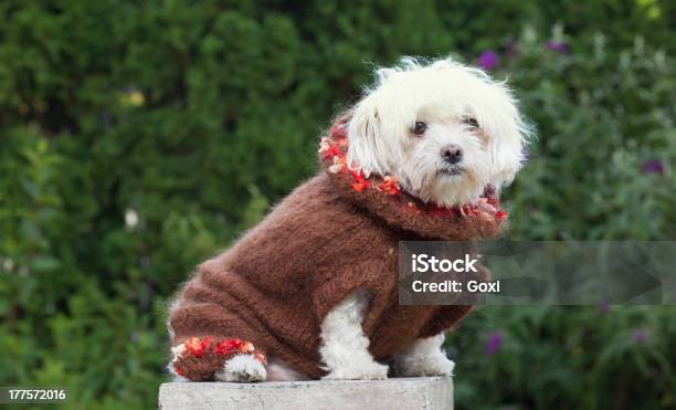 Foto de Cão Com Roupas e mais fotos de stock de Animal - Animal, Animal de estimação, Arfar