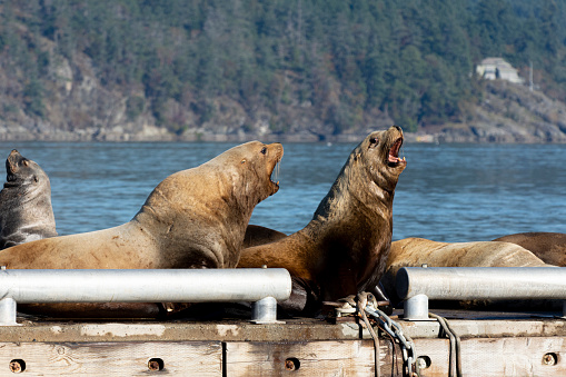An image of two large brown sea lions fighting on a wooden breakfront.