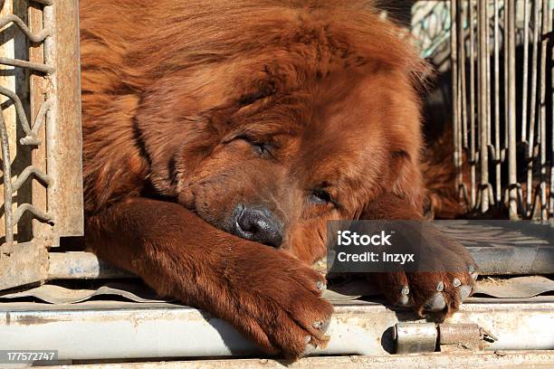 Mastim Tibetano - Fotografias de stock e mais imagens de Animal - Animal, Animal Doméstico, Animal de Estimação