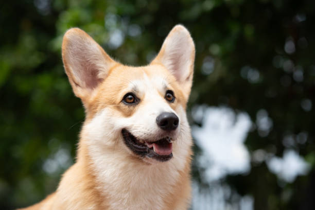 istock Corgi dog on the grass in summer sunny day 1775739667