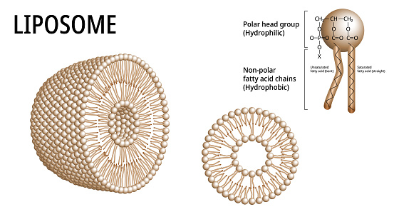 Liposome Structure of Phospholipid Molecule  - Lipid Bilayer - Membrane Cell - Medical Vector Illustration