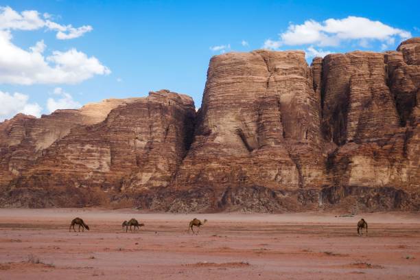 a group of camels walking in front of some rocks