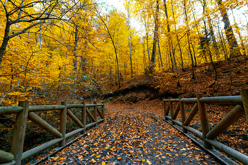 A path leading to trees with yellowed leaves on the wooden road.