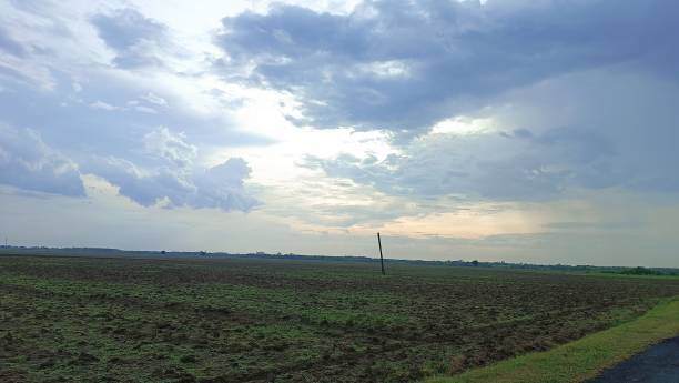 istock There is only one palm tree in the field that is dry and broken 1775750760