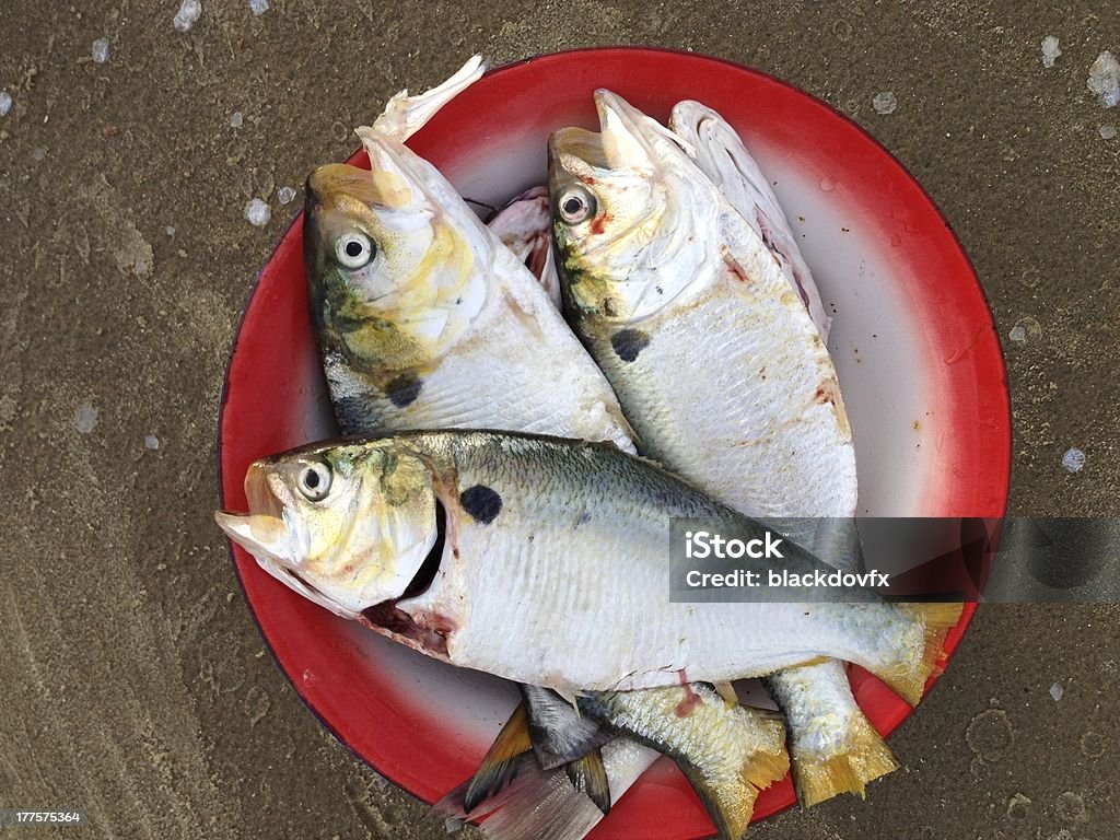Solían pescar peces - Foto de stock de Acorralado libre de derechos