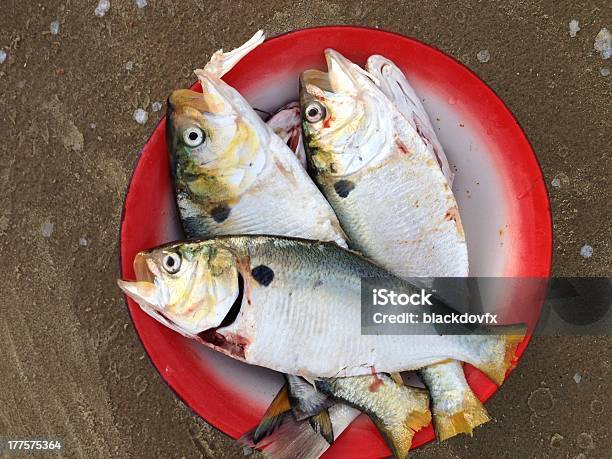 Solían Pescar Peces Foto de stock y más banco de imágenes de Acorralado - Acorralado, Agua, Aire libre