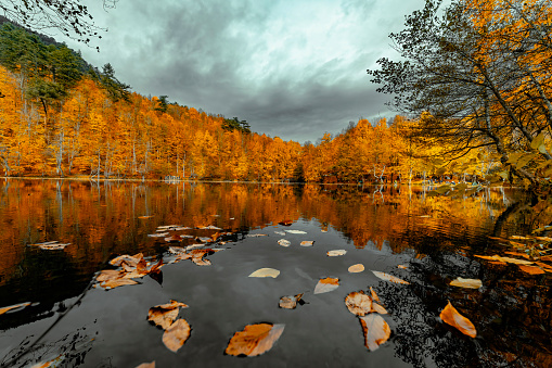 Yellow and orange leaves falling into the clear water of a lake in Yedigoller, Bolu. Autumn leaves falling from the branches of the trees into the lake.Turkey