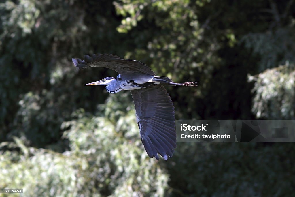 Garça-cinzenta flying perto da floresta - Foto de stock de Animal royalty-free