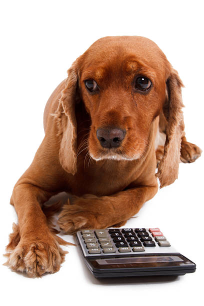 istock English Cocker Spaniel Dog and Calculator 177576709