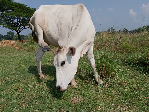 A domestic animal cow is grazing in the field under the open sky.