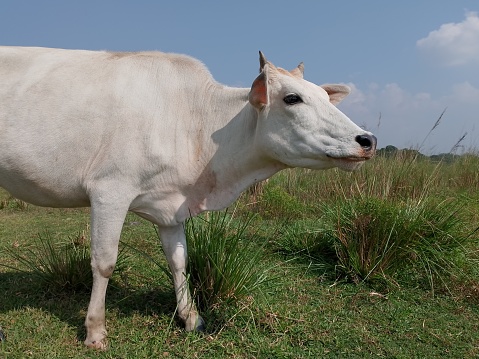 A domestic animal cow is grazing in the field under the open sky.