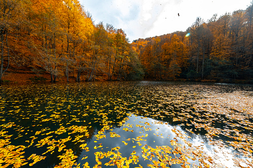 Peak autumn colors near Concord, New Hampshire in Merrimack County