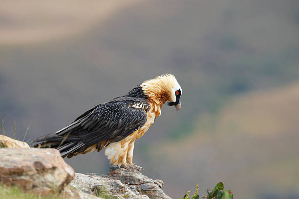 istock Lammergeyer or Bearded Vulture 177577012
