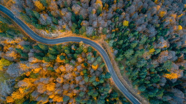 istock Top aerial view of winding path between trees in sunny autumn forest. 1775774010
