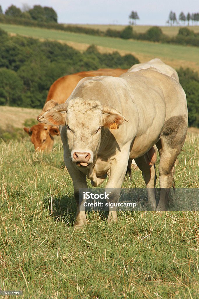 Bull 있는 메도, 아베롱, 프랑스, 유럽 - 로열티 프리 갈색 스톡 사진