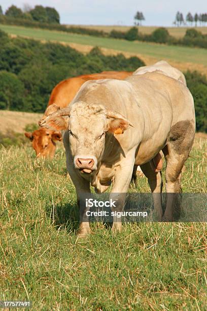 Bull 있는 메도 아베롱 프랑스 유럽 갈색에 대한 스톡 사진 및 기타 이미지 - 갈색, 고기, 과체중