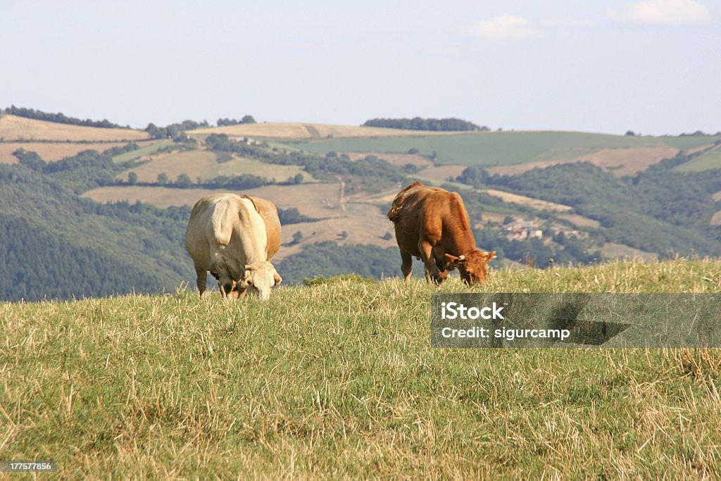 Chicago Bulls und Kühe auf einer Wiese, Aveyron, Frankreich, Europa - Lizenzfrei Agrarbetrieb Stock-Foto