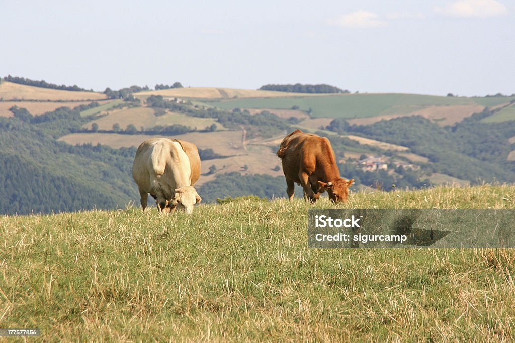 Bulls et vaches dans une prairie, Aveyron, france, europe - Photo de Agriculture libre de droits