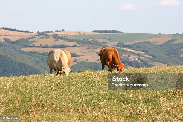 Photo libre de droit de Bulls Et Vaches Dans Une Prairie Aveyron France Europe banque d'images et plus d'images libres de droit de Agriculture