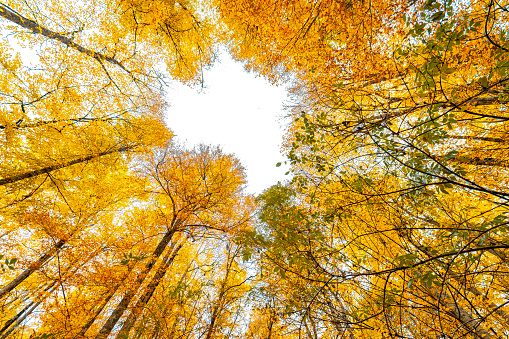 View of autumn trees from the ground. Magnificent view of the yellow forest seen from below.Forest background.
